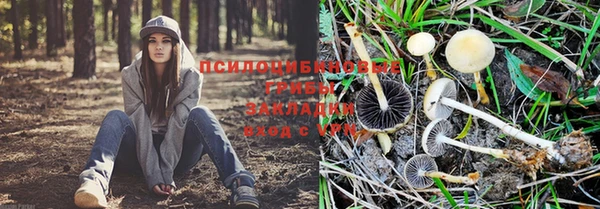 крисы Богданович